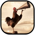Wild Rooster Sounds