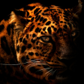 Leopard Silhouette LWP