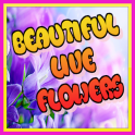 Beautiful Live Flowers