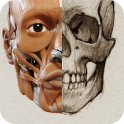 Anatomía 3D para el artista Lt