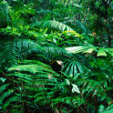 LWP Тропических Лесов