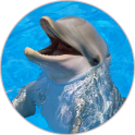 Dolphin (Animal) Sounds