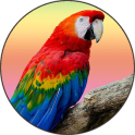 Parrot Sounds & Ringtones