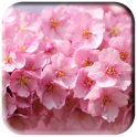 Kirschblüten-Tapete