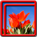 tulipanes viven fondos de pant