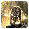 Tigers Live Hintergrund