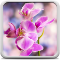Orchidee Hintergrundbilder