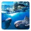 Delphin 3D Live Hintergrund