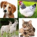 Animal Sounds for childs (6-12)