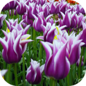 Fondos de Tulipanes
