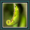Imágenes en vivo - Chameleon