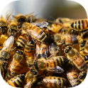 Bee Swarms War