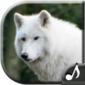 Wolf Klänge