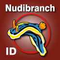 Nudibranch ID Indian Ocean