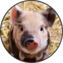 Cute Funny Pig Piglet Sounds