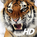 Tigre fondo de pantalla HD