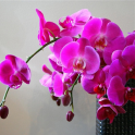 Orchid Flowers HD Wallpapers