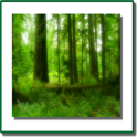 The Forest Conservation Act
