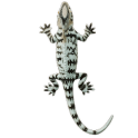 Lézard