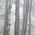 Lwp espeluznante bosque