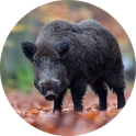 Wild boar sound & calls