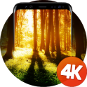 숲 배경 화면 4K