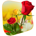 360 Flower live wallpaper 3D