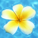 flower floating on water lwp