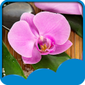 Orchid Live Wallpapers