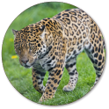 imagenes de jaguares