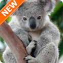 Fondos de Pantalla Koala