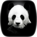 Panda Fondos pantalla animados