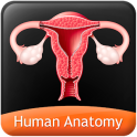 HumanAnatomy-Reproductive