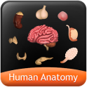HumanAnatomy-Endocrine System