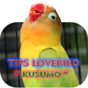 Tips Lovebird Kusumo