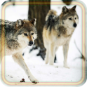 Wolf Family live wallpaper