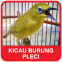 Kicau Burung Pleci Mania