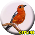 Suara Burung Anis Merah MP3