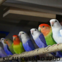 Kicau-Kicau Lovebird Paud