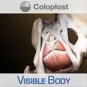 Pelvic Anatomy for Coloplast