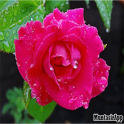 Best Rose Picture