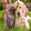 Dog and Cat ringtones with wallpapers