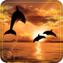 Dolphins Sunset live wallpaper
