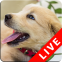 Puppy Live Wallpapers