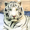 Wild White Tiger