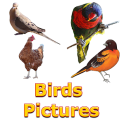 Birds Names with Pictures for Kids