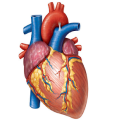 Cardiology Mnemonics, History Taking & Examination