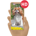 Dog Wallpaper Free Download