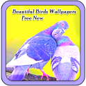 Beautiful Birds Wallpapers Free New