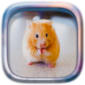 Picture Puzzle: Hamsters